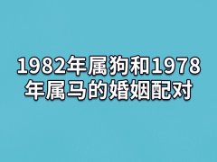 1982年属狗和1978年属马的婚