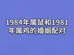 1984年属鼠和1981年属鸡的婚