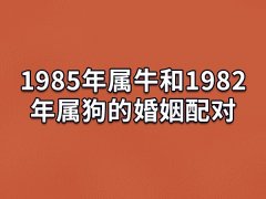 1985年属牛和1982年属狗的婚