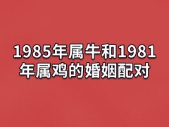 1985年属牛和1981年属鸡的婚