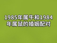 1985年属牛和1984年属鼠的婚