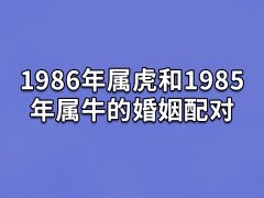 1986年属虎和1985年属牛的婚