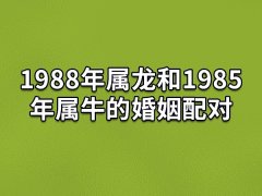 1988年属龙和1985年属牛的婚