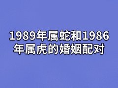 1989年属蛇和1986年属虎的婚