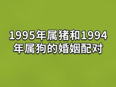 1995年属猪和1994年属狗的婚