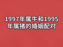 1997年属牛和1995年属猪的婚