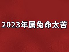 2023年属兔命太苦：性格软弱（容易被欺负）