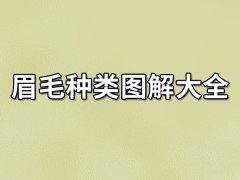 眉毛种类图解大全：眉毛种类分析（28种类型）