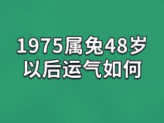 1975属兔48岁以后运气如何：事业有转机(感情融洽)