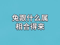 兔跟什么属相合得来：属狗/属羊/属猪(志趣相投)