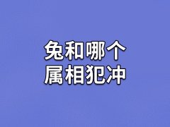 兔和哪个属相犯冲：属鸡/属龙/属鼠(性格不合)