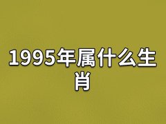 1995年属什么生肖：生肖猪