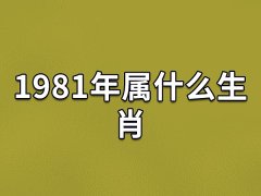 1981年属什么生肖：生肖