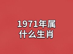 1971年属什么生肖：生肖属