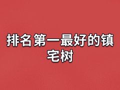 排名第一最好的镇宅树：桂树/银杏树/罗汉松