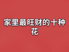 家里最旺财的十种花：富贵竹/蝴蝶兰/红掌/鸿运当头