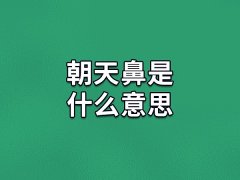 朝天鼻是什么意思,什么是朝天鼻