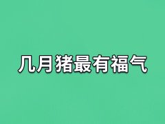 几月猪最有福气：农历正