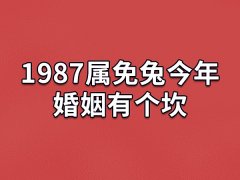 1987属免兔今年婚姻有个坎：婚姻关系变差(可能会外遇)