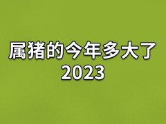 属猪的今年多大了2023,