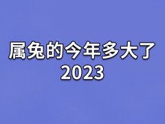 属兔的今年多大了2023,