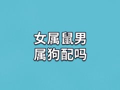 女属鼠男属狗配吗:不能相