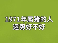 1971年属猪的人运势好不好