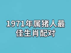 1971年属猪人最佳生肖配对