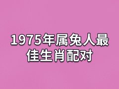 1975年属兔人最佳生肖配对:属羊/属狗/属猪