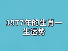 1977年的生肖一生运势:天生