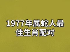 1977年属蛇人最佳生肖配对