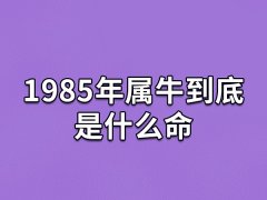 1985年属牛到底是什么命