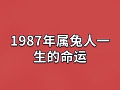 1987年属兔人一生的命运:命运不错(可能二婚)