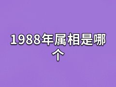 1988年属相是哪个:属相为龙