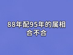 88年配95年的属相合不合