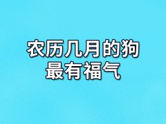 农历几月的狗最有福气:农