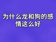 为什么龙和狗的感情这么