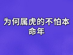 为何属虎的不怕本命年:不