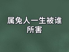 属兔人一生被谁所害:属鸡/属龙/属鼠