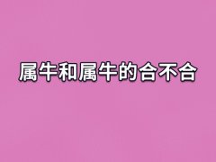 属牛和属牛的合不合:属相