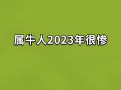 属牛人2023年很惨:事业不顺