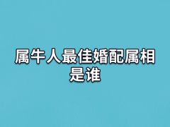 属牛人最佳婚配属相是谁