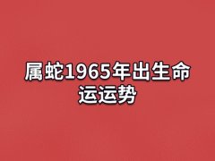 属蛇1965年出生命运运势