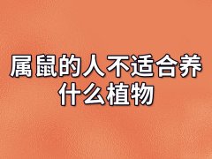 属鼠的人不适合养什么植