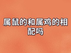 属鼠的和属鸡的相配吗:个