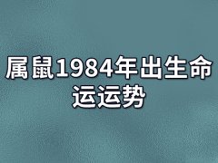 属鼠1984年出生命运运势