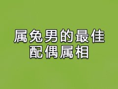 属兔男的最佳配偶属相:生肖鼠/生肖狗/生肖猴