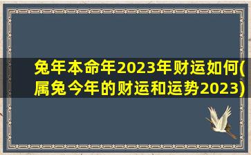 兔年本命年2023年财运如何(属兔今年的财运和运势2023)