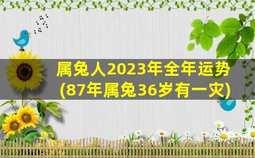 <b>属兔人2023年全年运势(87年属兔36岁有一灾)</b>