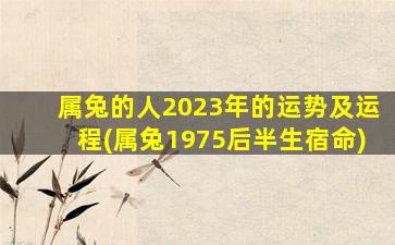 属兔的人2023年的运势及运程(属兔1975后半生宿命)